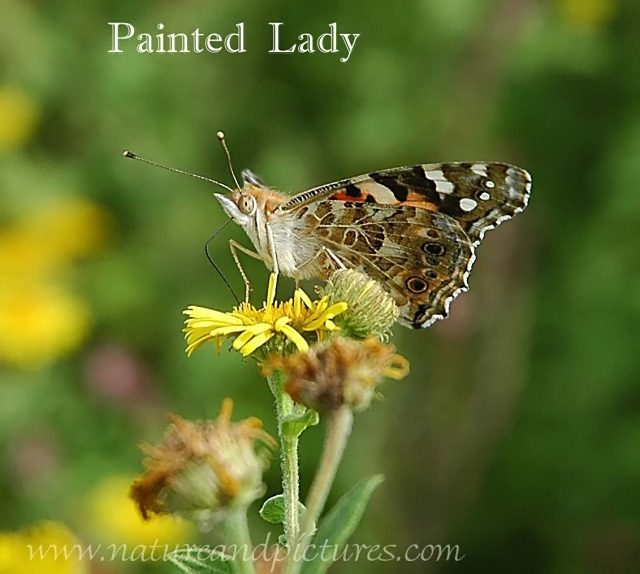 PAINTED LADY BUTTERFLY-1.jpg - PAINTED LADY - HAYLING ISLAND - 20.7.06